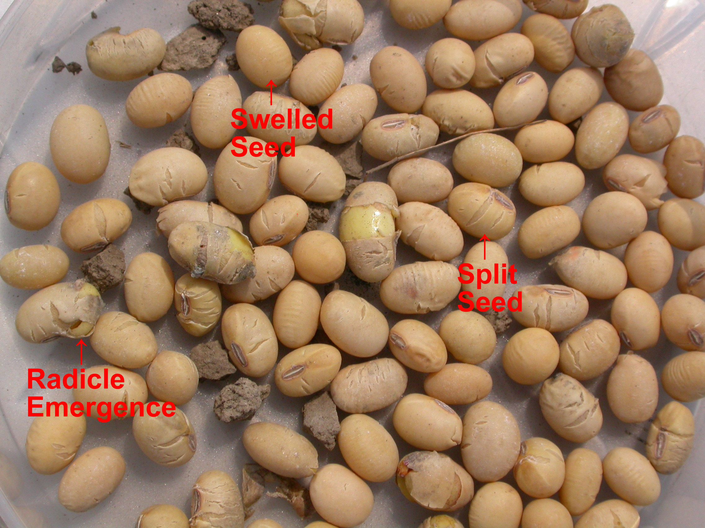 Various stages of soybean seed imbibition.
